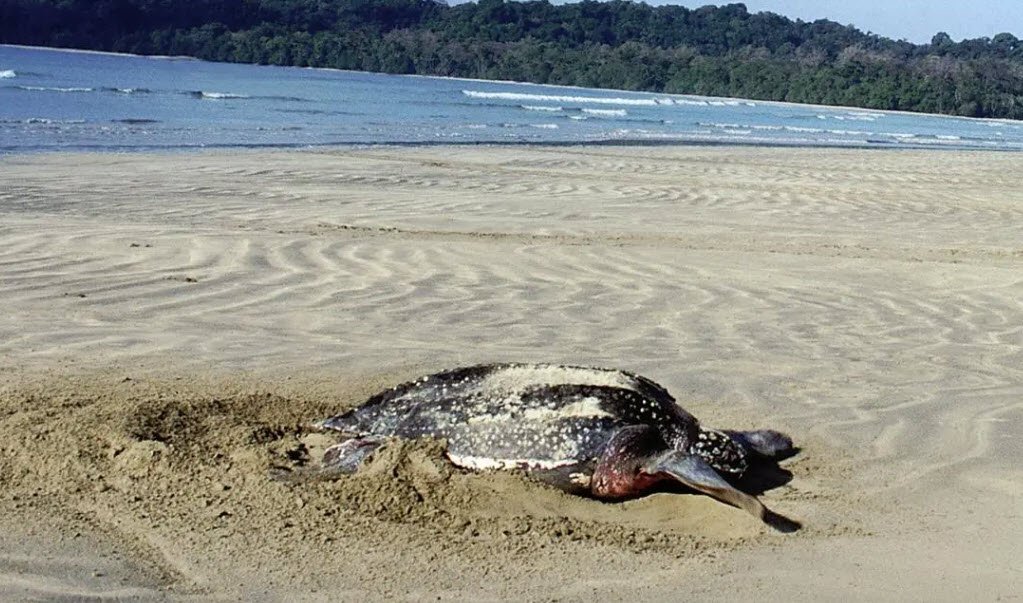Turtle Islands Wildlife Sanctuary, North and Middle Andaman, Andaman and Nicobar Islands - Vushii.com